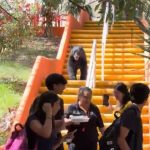 ¡De visita en la universidad! Captan a oso negro en Facultad de Comunicación de la UANL